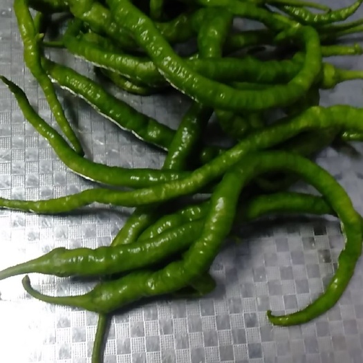 洛南县线椒 新鲜辣椒无农药天然生长，有需要的老板可以联系