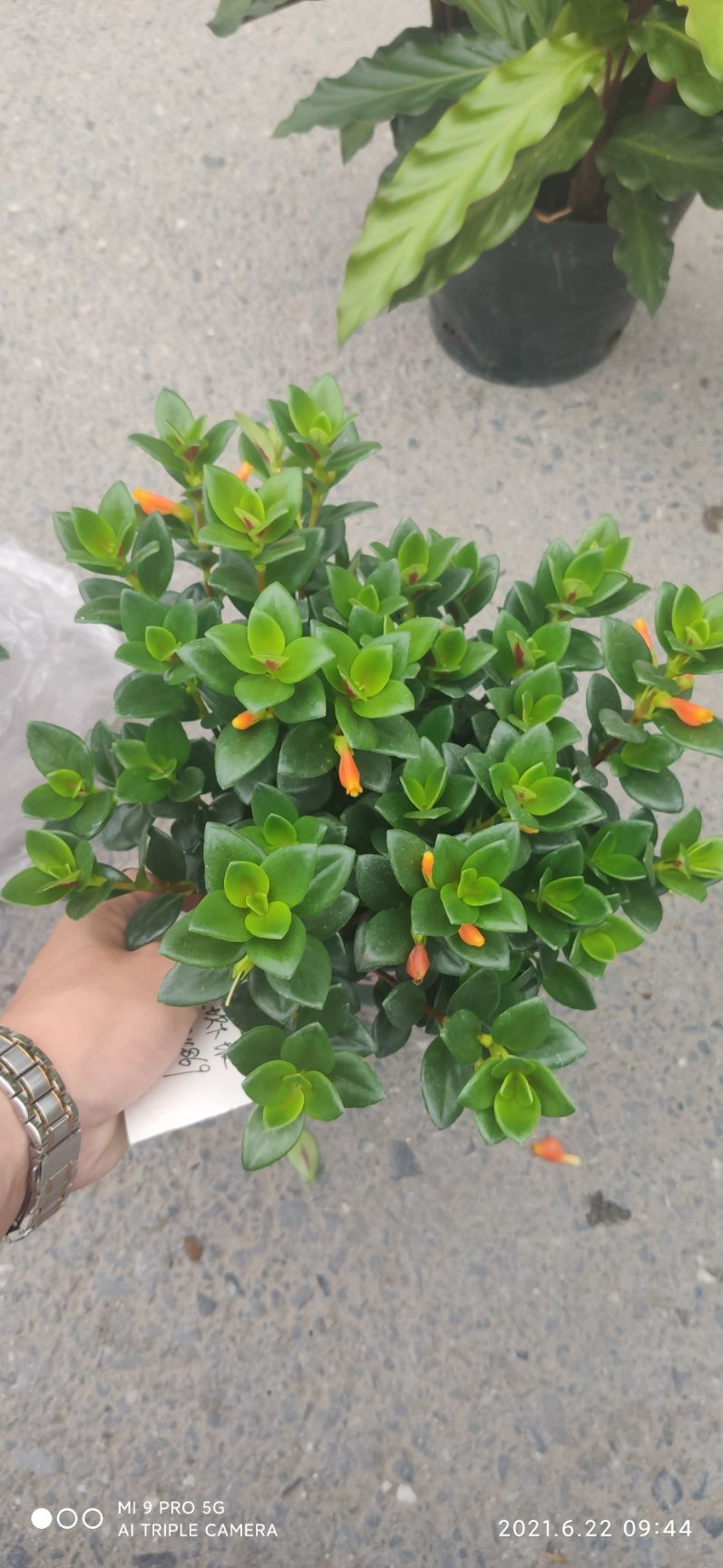 蝴蝶夫人金鱼草  精品金鱼花  一年四季长年可开花  基地直发