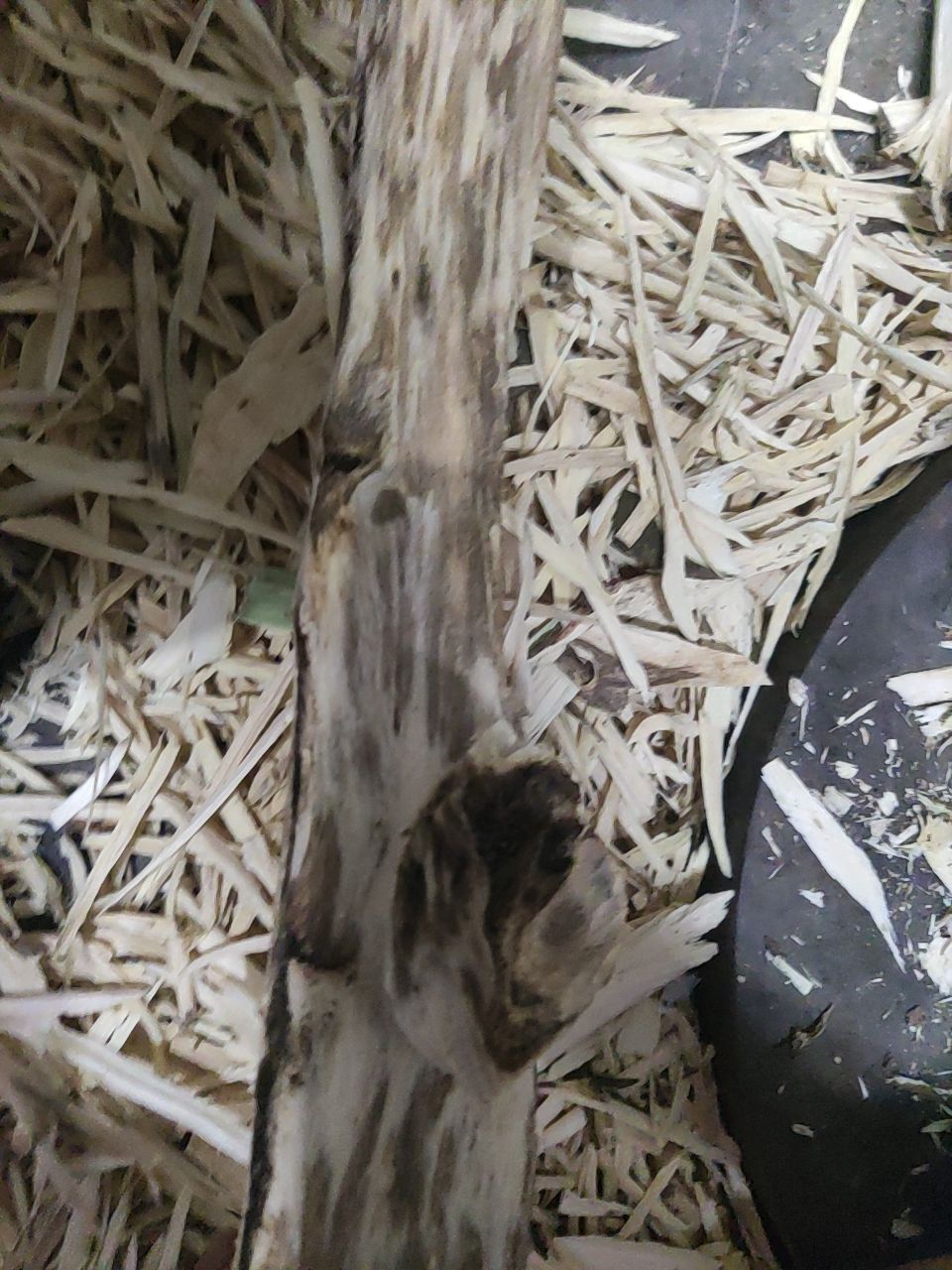 沉香中药材藤木类广东茂名电白区产地直供
奇楠沉香勾丝