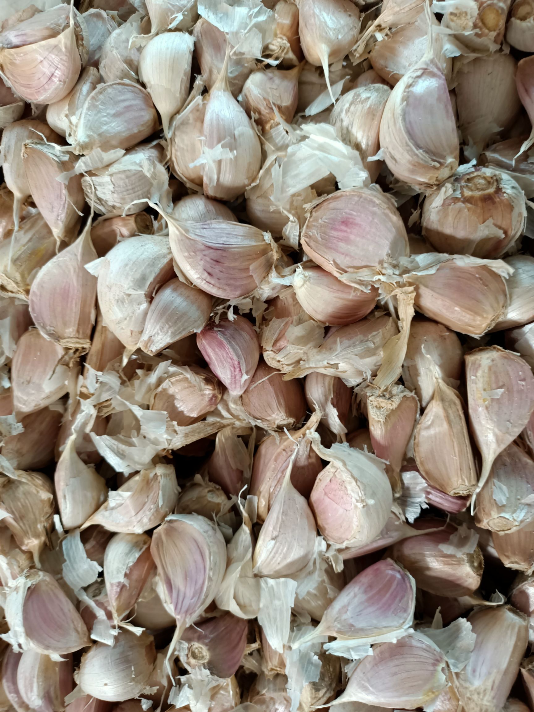 紫皮蒜  永年四六瓣