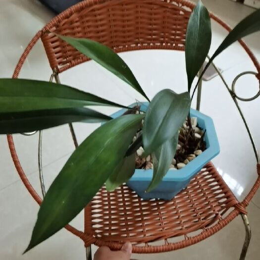 江华县 兔耳兰