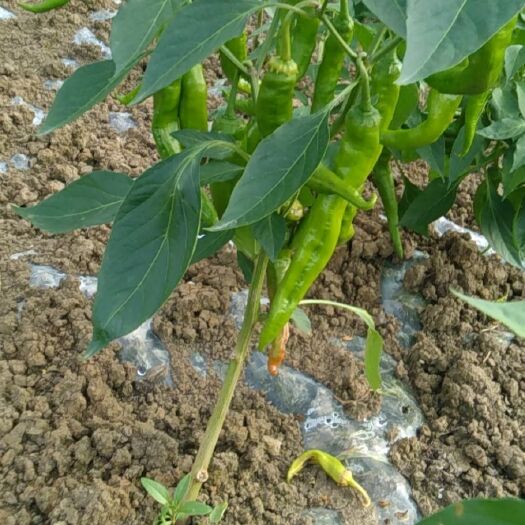 南漳县薄皮椒 辣椒、甜玉米出售
