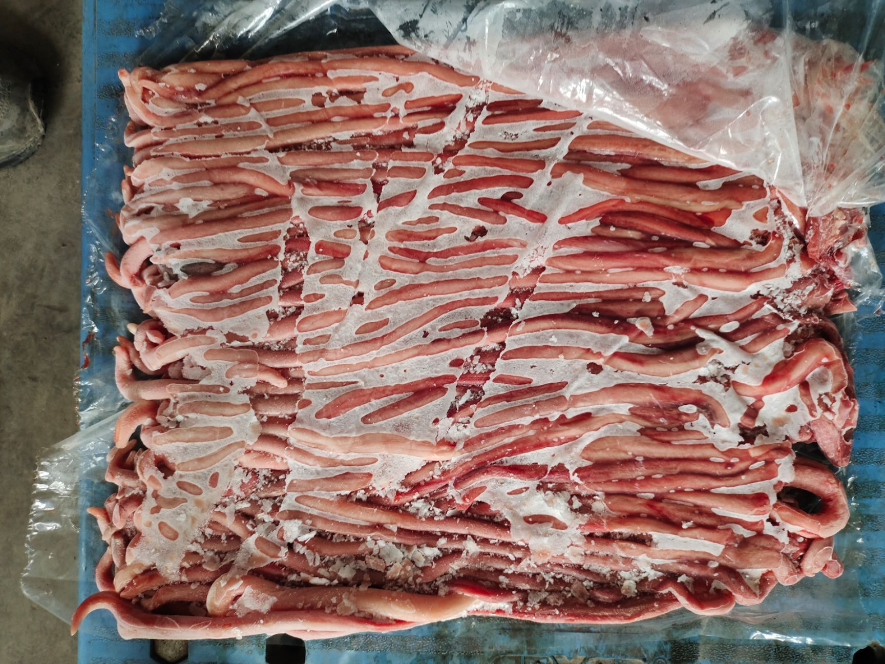鲜冻肥猪鞭