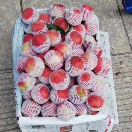 古田县白凤桃 水蜜桃生产基地