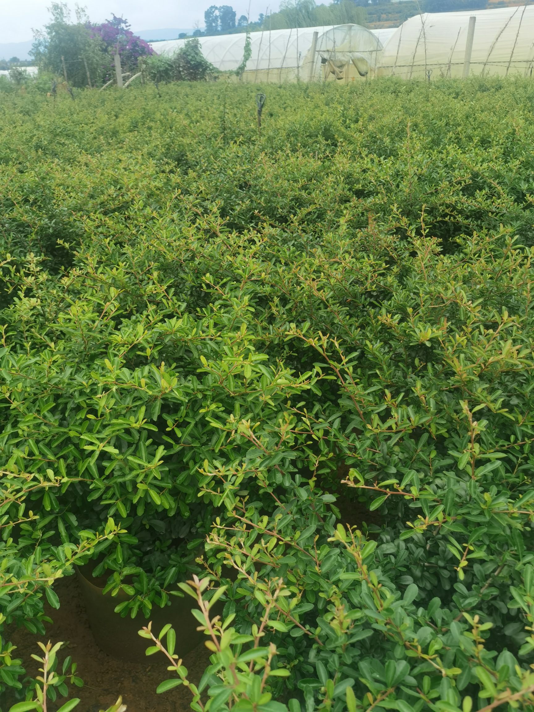 火棘盆栽 火棘球