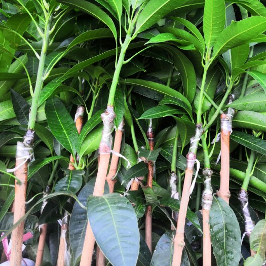 灵山县金煌芒果苗  金煌芒果地苗