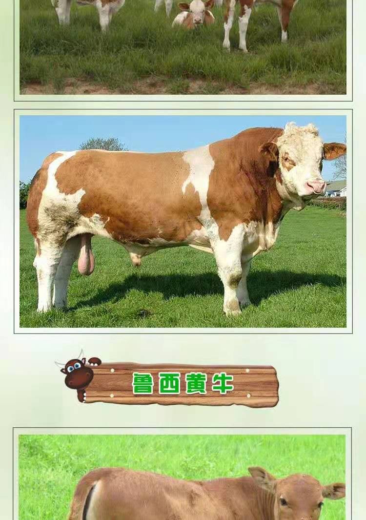 鲁西黄牛西门塔尔牛牛犊肉牛夏洛莱牛利木赞牛杂交牛改良黄牛