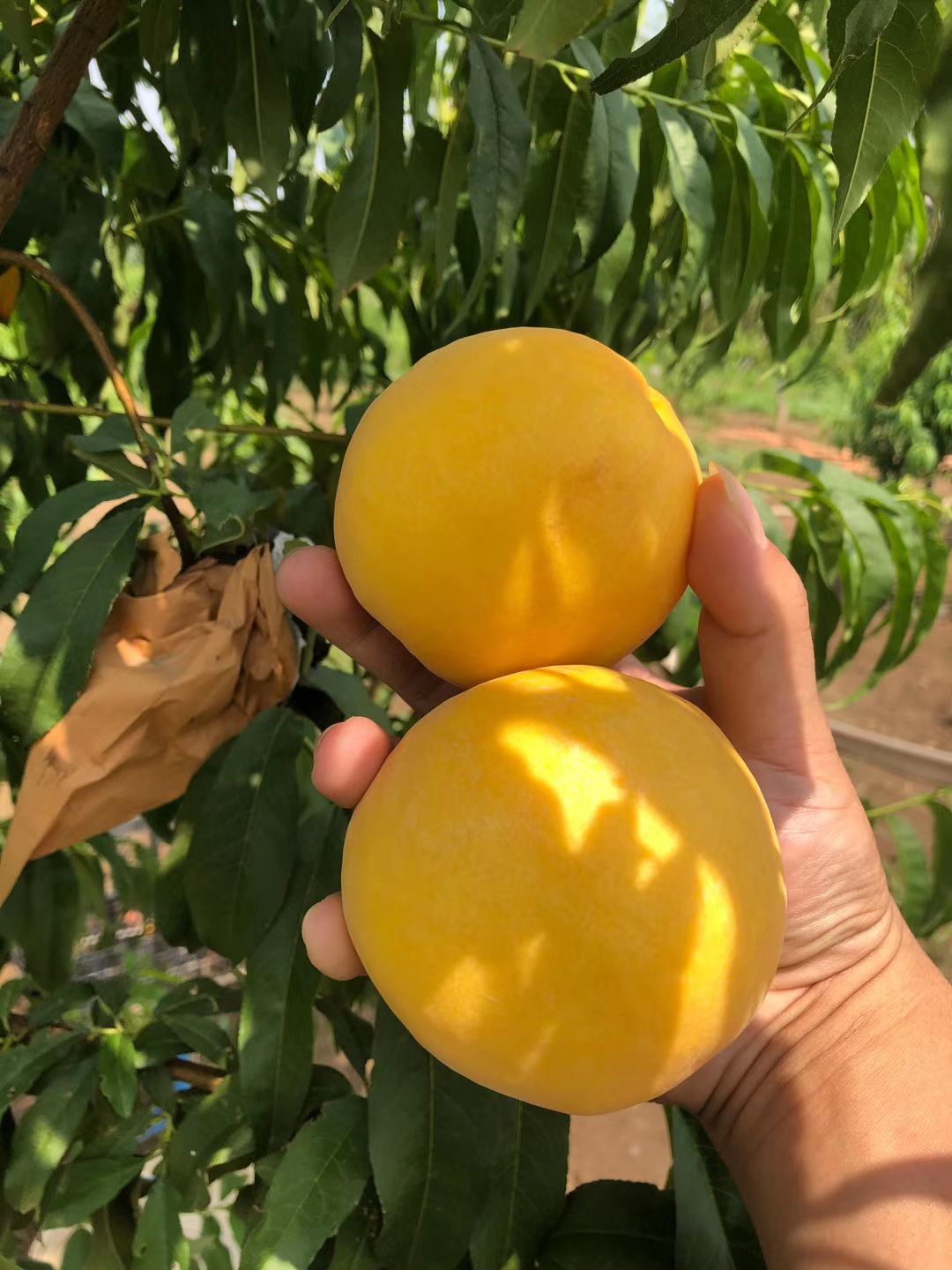 桃树苗 0.6公分以上