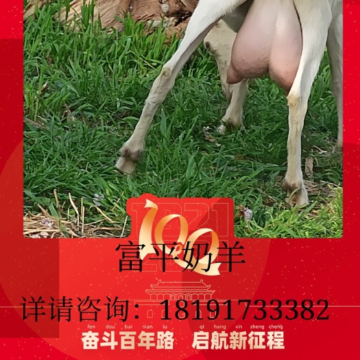 富平县小羔羊 30斤以下