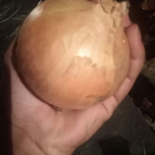 成武县黄皮洋葱 黄葱