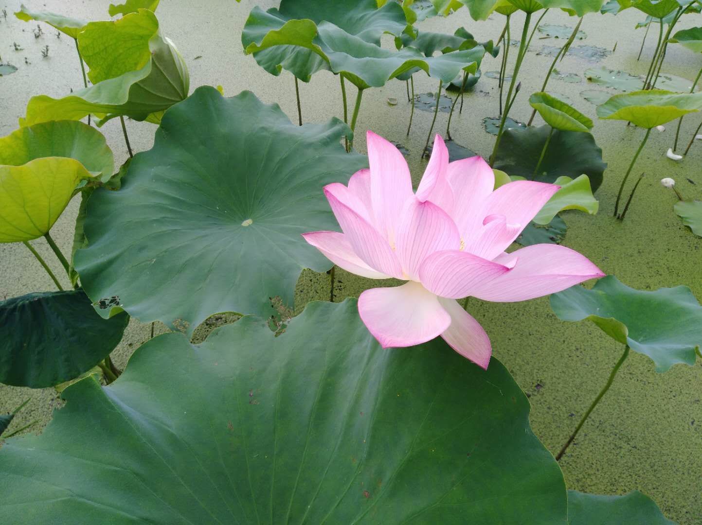 纯绿色白莲子