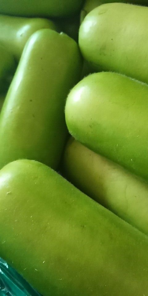 瓠瓜  河北永年葫子大量供应中