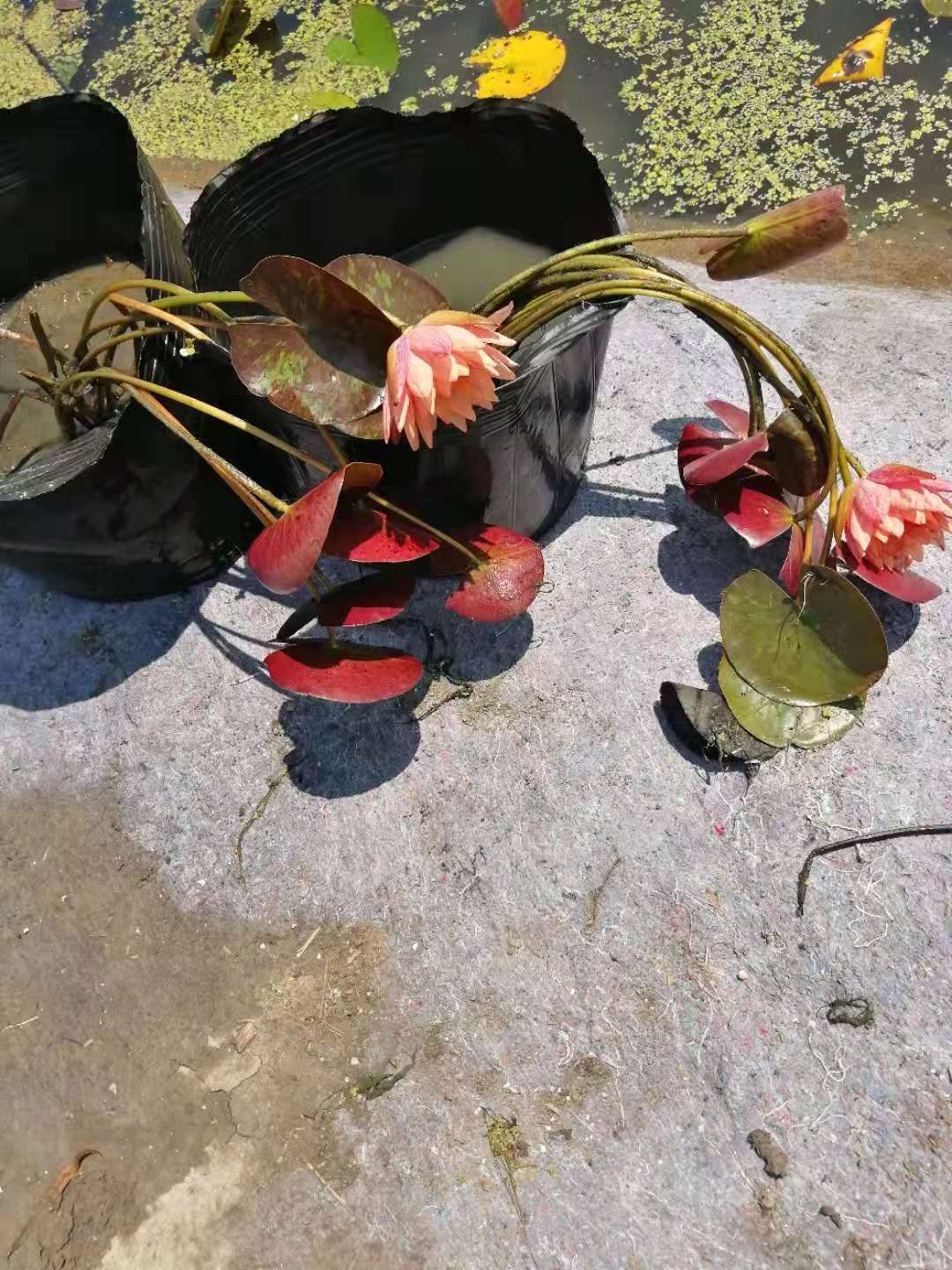 盆栽睡莲，美化环境，净化水冶，物美价廉，颜色鲜艳，量大从优，