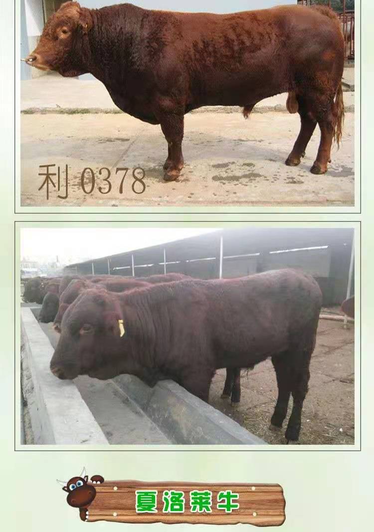 鲁西黄牛西门塔尔牛牛犊肉牛夏洛莱牛利木赞牛杂交牛改良黄牛
