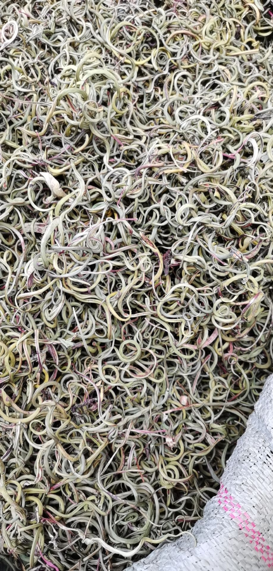 化石草 产地大货批发 颜色好 价格优 买贵培