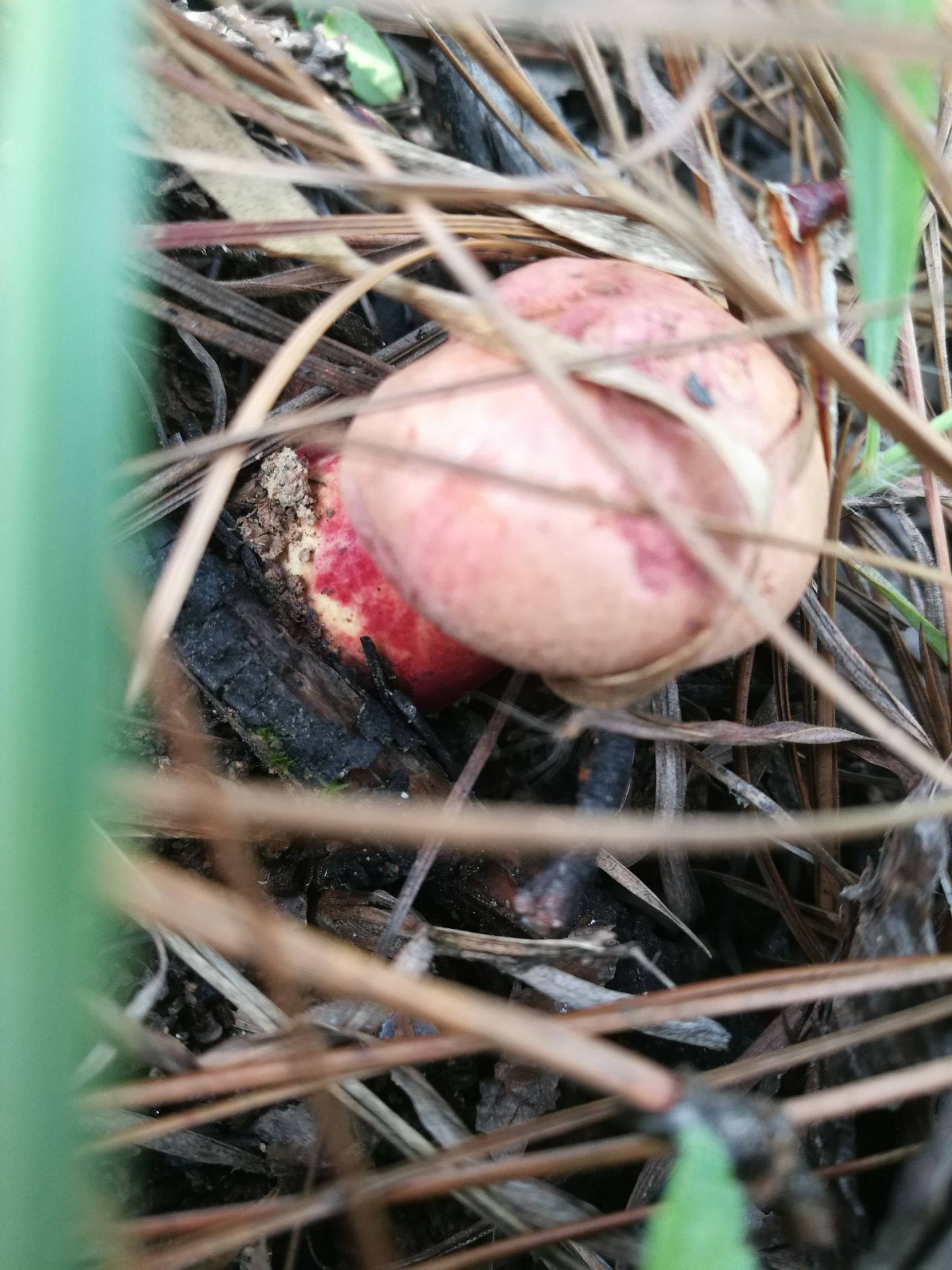 野生菌见手青