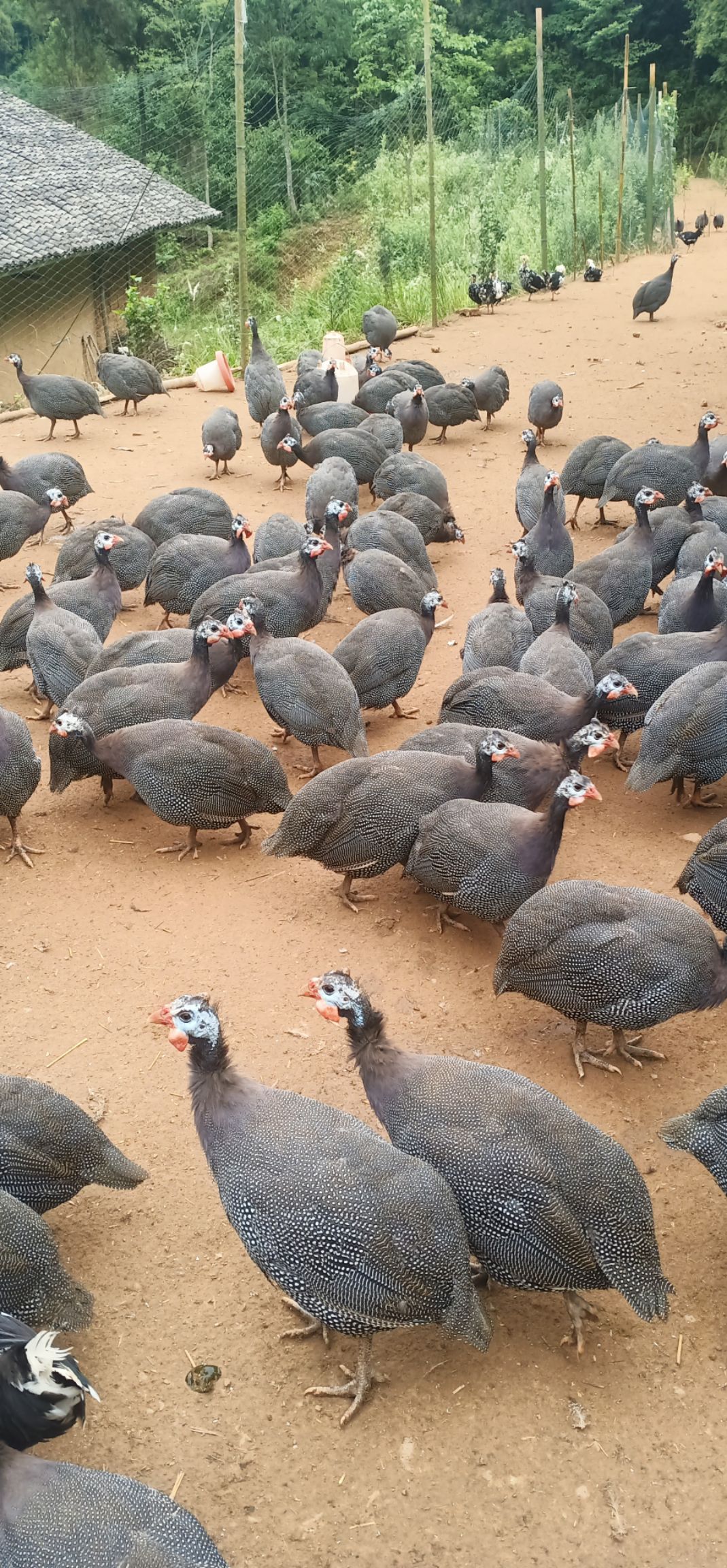 珍珠鸡，自家散养，绿色养殖，滋补佳品