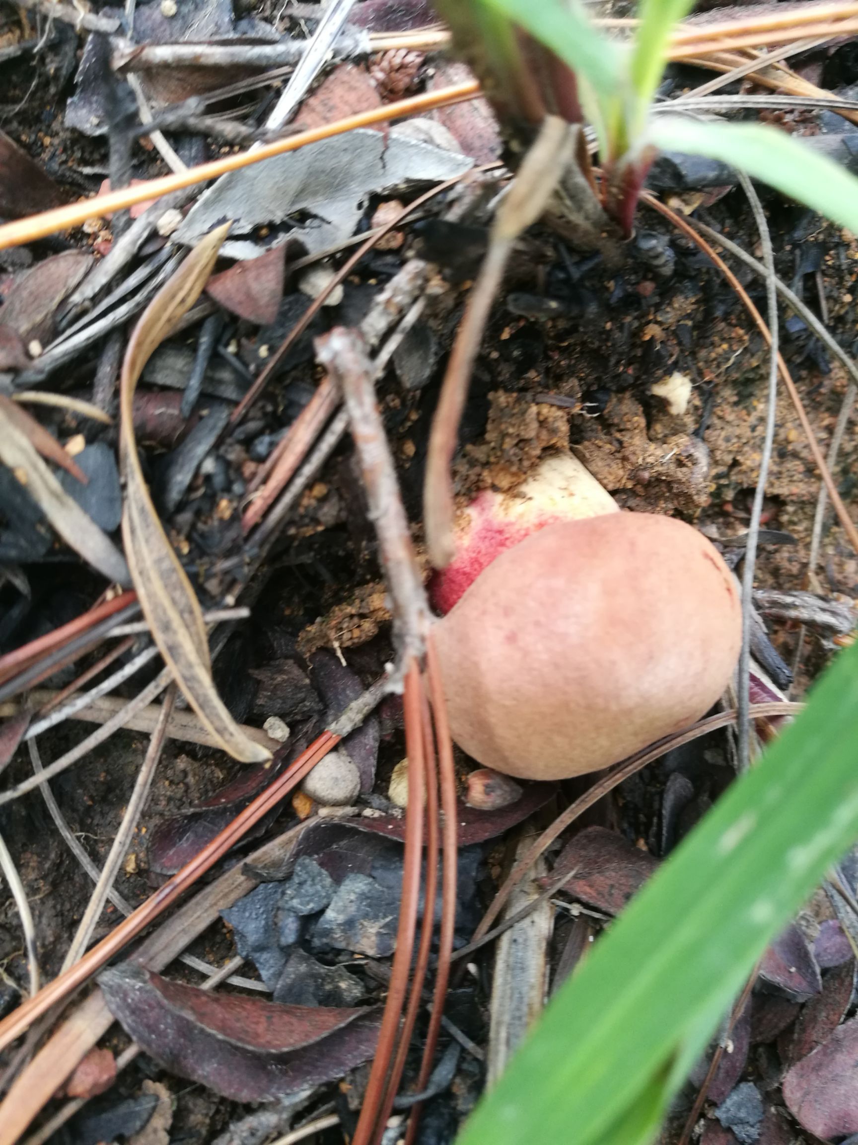 野生菌见手青