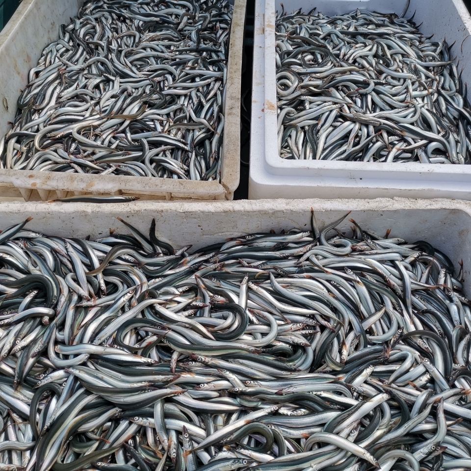  3斤包邮海捕ye面鲜活新鲜冷冻小银鱼