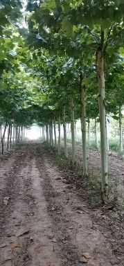 速生白蜡  法桐树，常年供应各种规格绿化树，白蜡法桐囯槐金叶榆金枝槐等等