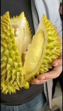 聊城泰国金枕榴莲 坏果包赔 品质保证