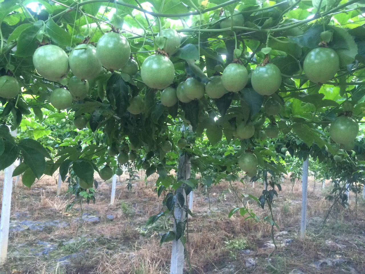 百香果苗！  钦蜜9号百香果嫁接苗！台农2号嫁接苗