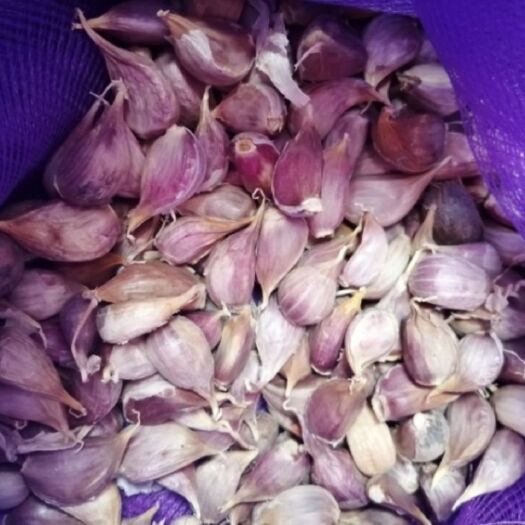 丰县优质紫皮蒜瓣红根蒜苗种子白帽蒜苔种