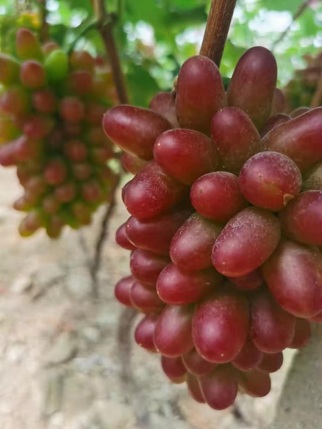 茉莉香葡萄  葡萄茉莉香，大量上市，产地直发全国