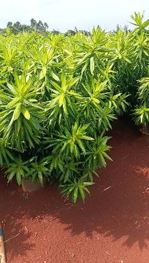 海口水培百合竹 大量出售