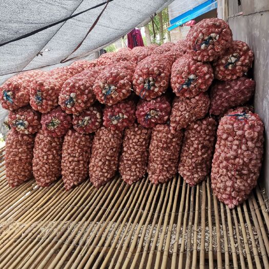 郯城县 老父亲今年种的红皮蒜，晾晒的很仔细，有1万斤，需要开车上门拉