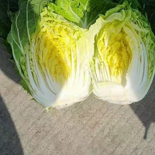 公主岭市黄心大白菜 精品黄心包心菜质量好价格美丽