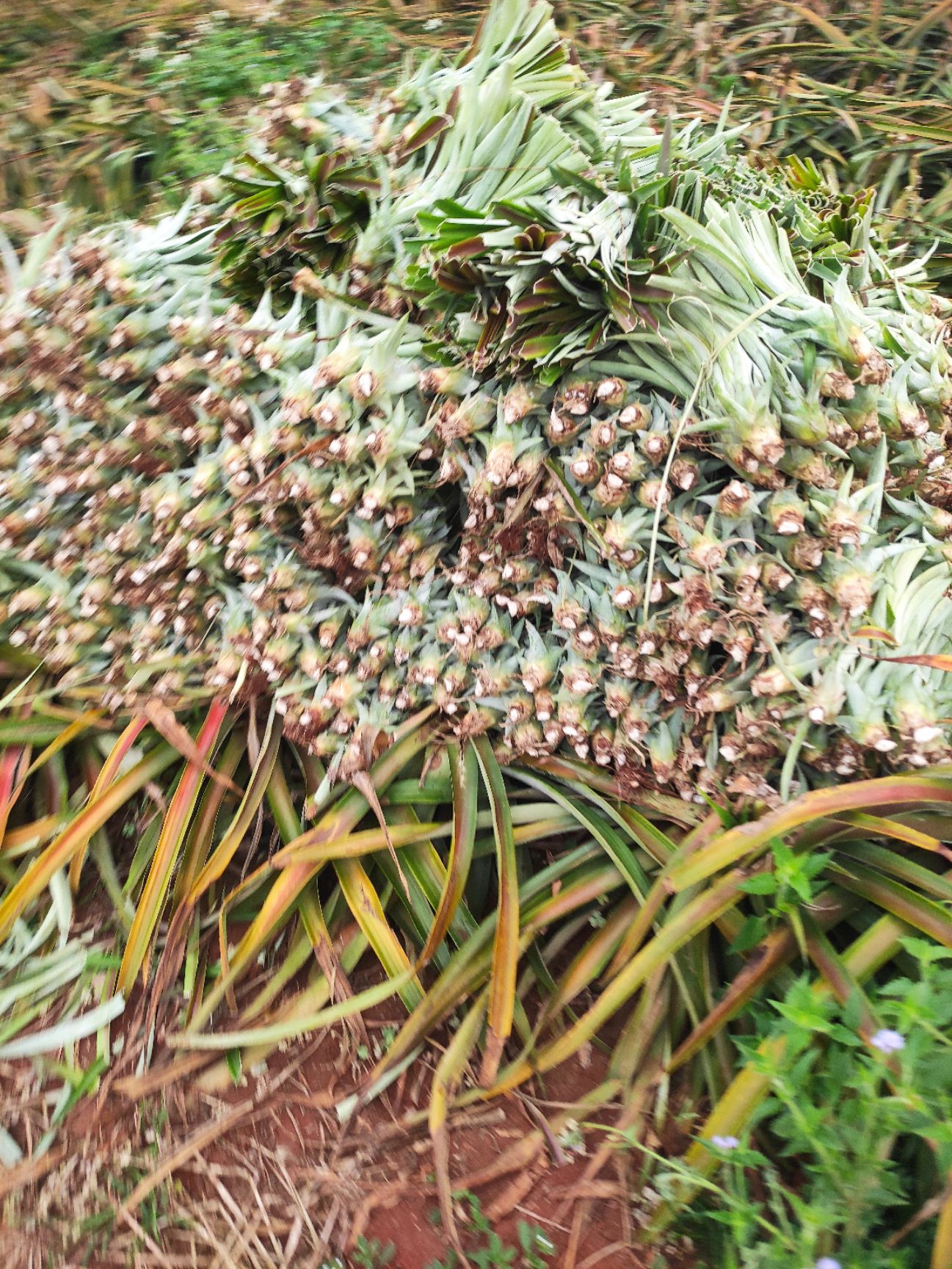 台农16号菠萝苗  凤梨苗，海南凤梨基地凤梨品种多欢迎联系采购