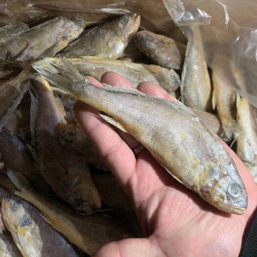 连云港 小黄鱼  海捕 单冻小黄花鱼 无冰衣