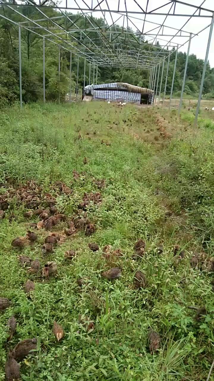 青脚土鸡脱温鸡