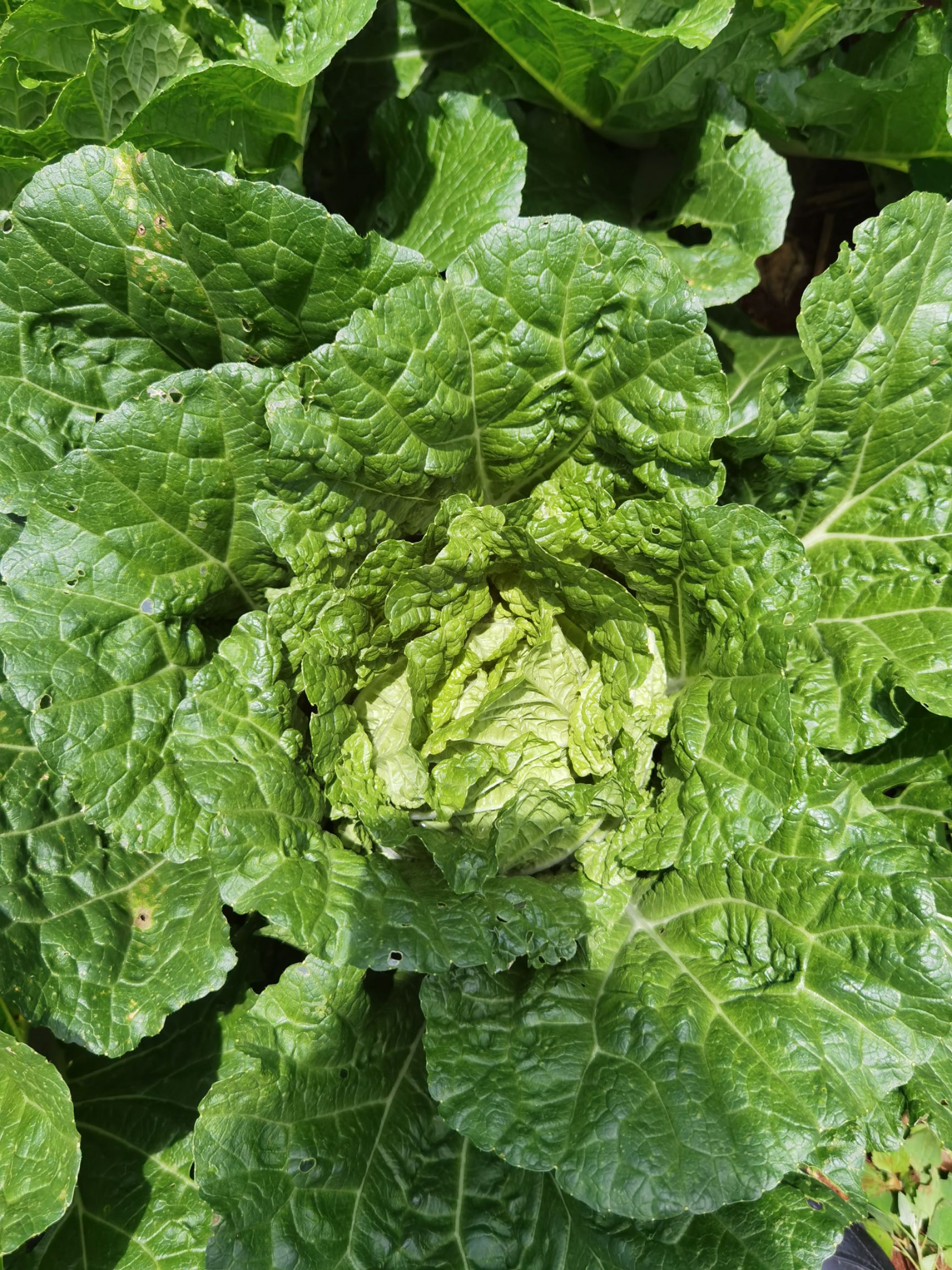 黄心大白菜 大白菜（德高117）