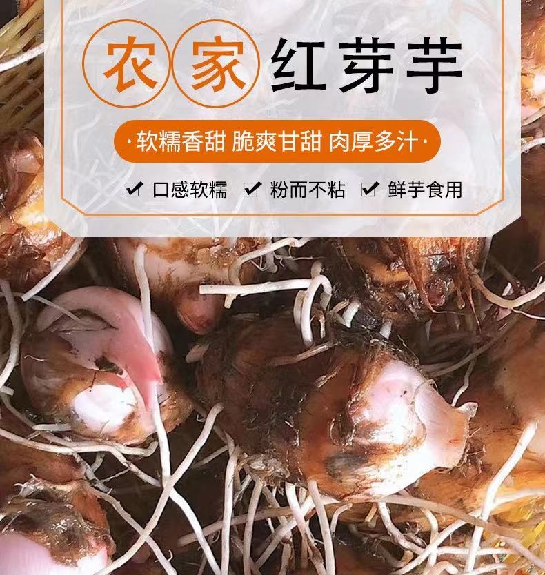 江西铅山红芽芋之乡自家芋头