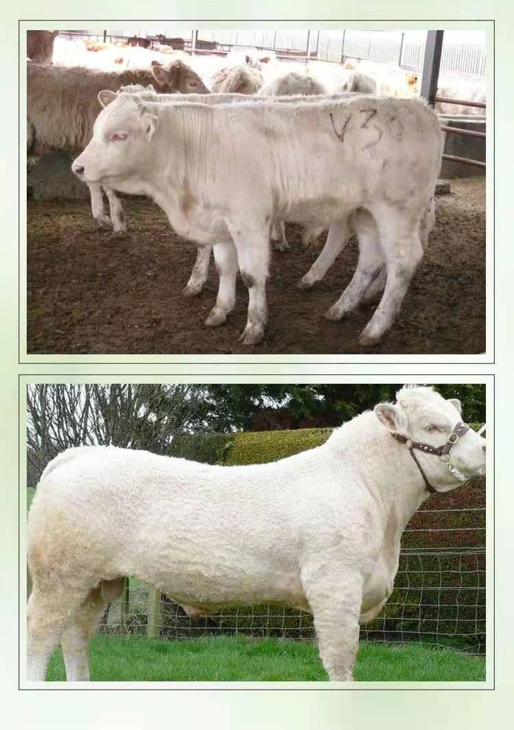 鲁西黄牛西门塔尔牛牛犊肉牛夏洛莱牛利木赞牛杂交牛改良黄牛