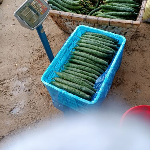 夏津县刺黄瓜 密刺油亮黄瓜