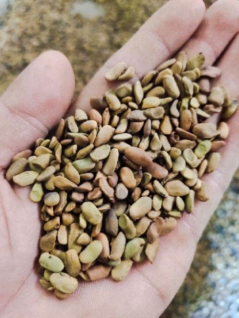 产柠条种子开始供应