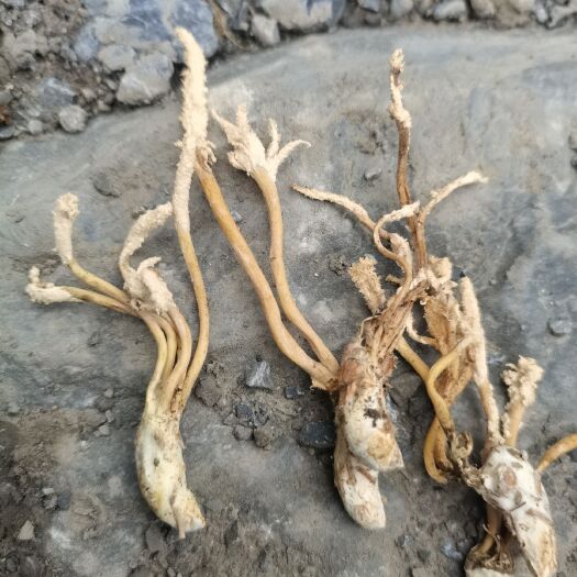 盐津县蝉花虫草养生保健大虫草