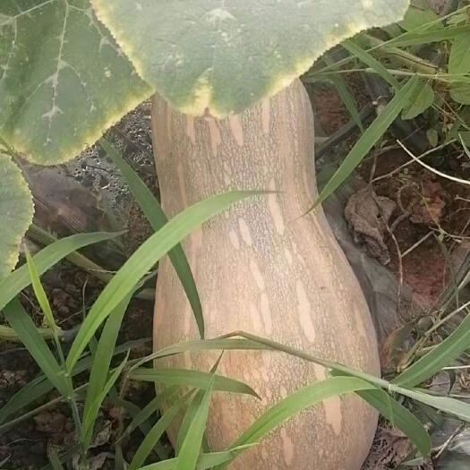 遂宁蜜本南瓜 密本南瓜