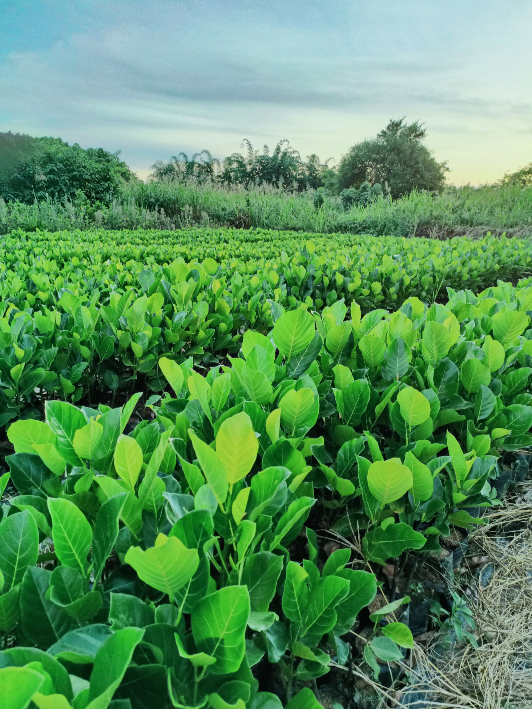 马来西亚一号菠萝蜜苗  一号菠萝蜜苗