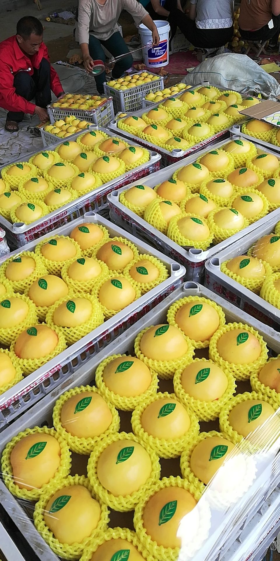 春蜜春雪金辉四八