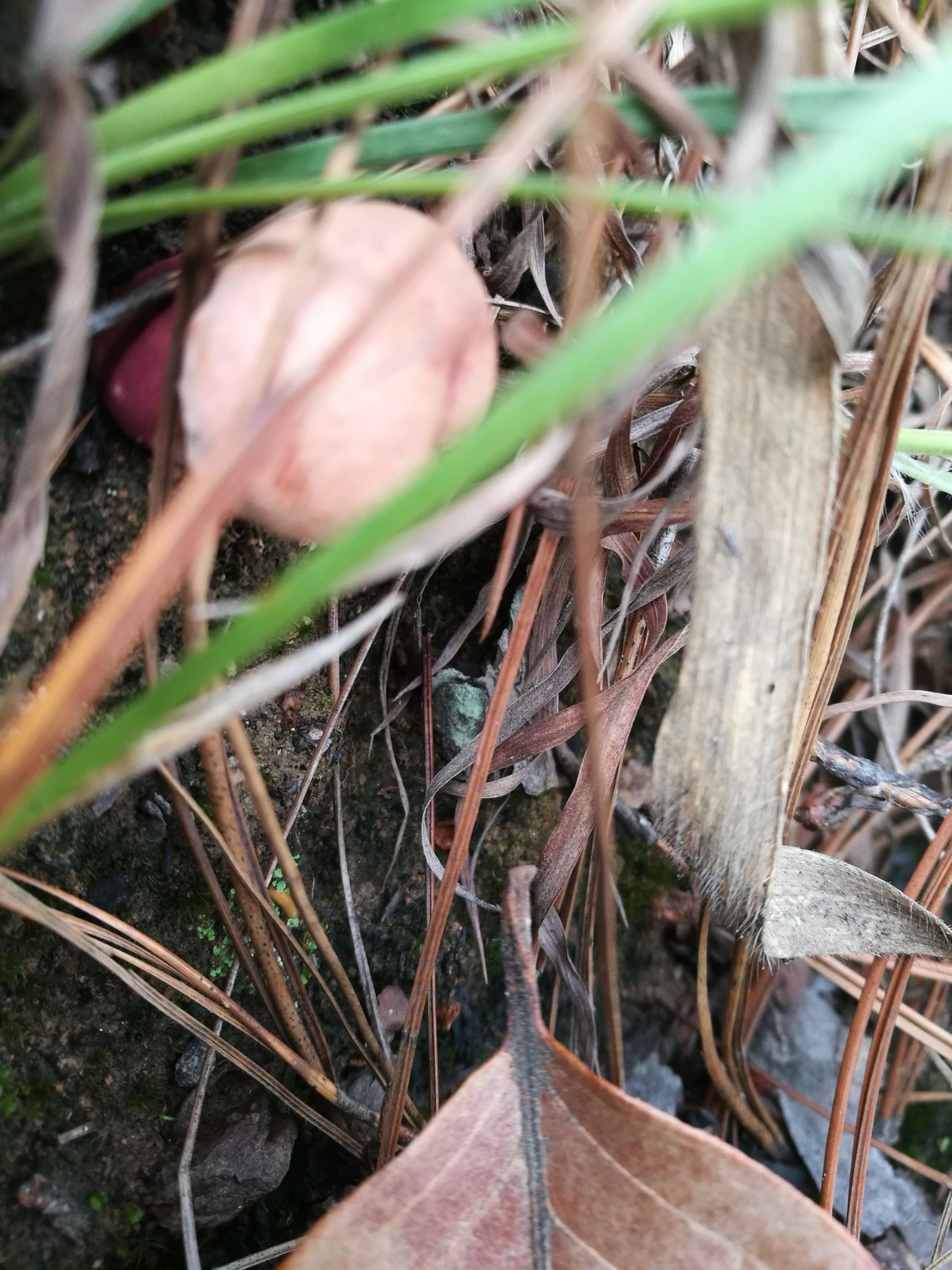 野生菌见手青