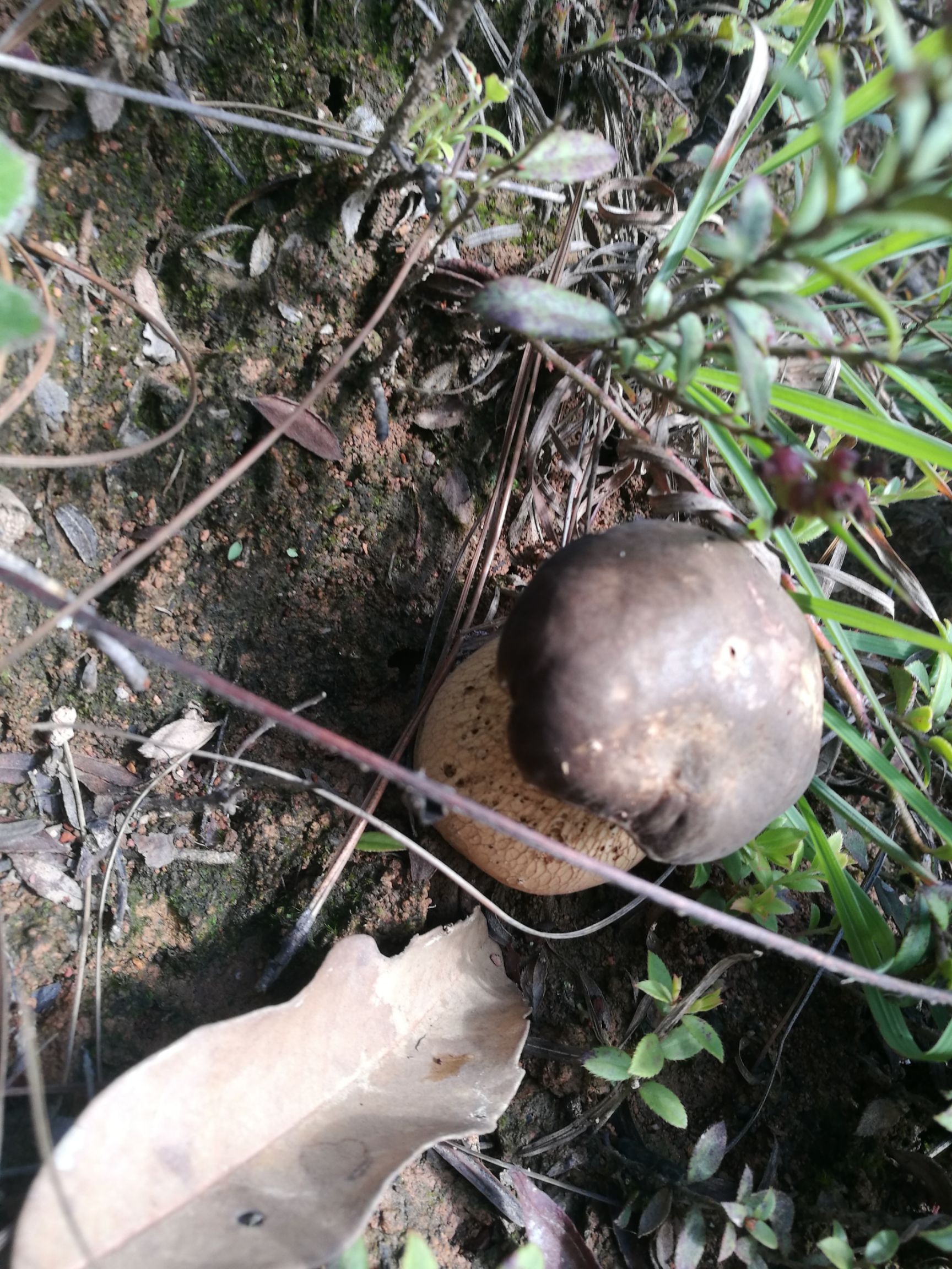野生菌见手青