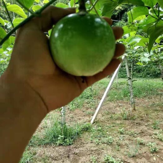 柳州 正宗黄金百香果蜂蜜味芭乐味黄金果批发供应产地直销