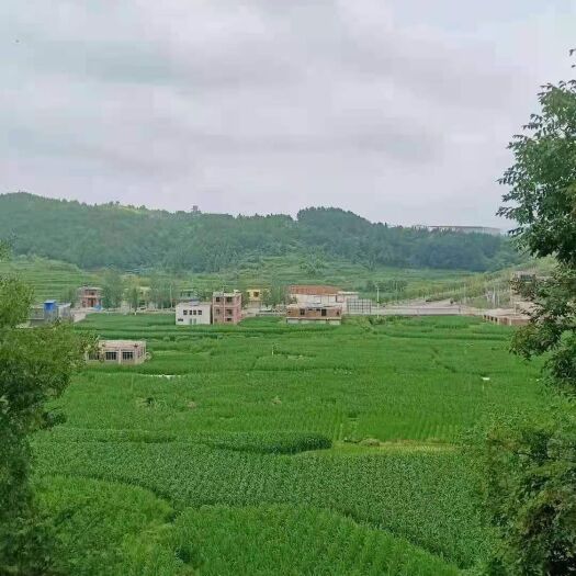 三都县茭白  贵州高原美人茭