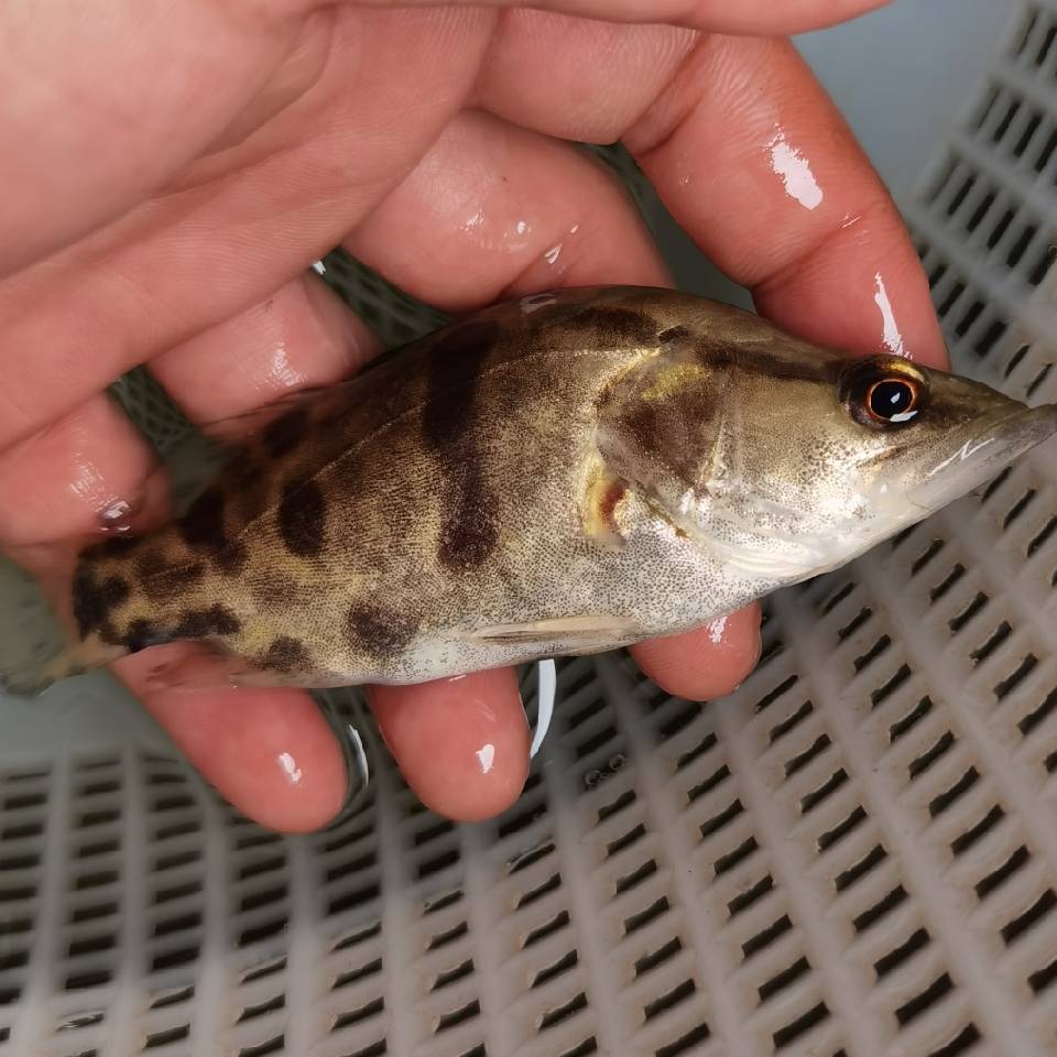 产地直供桂鱼苗鳜鱼桂花鱼苗，空运，水车，客运，提供养殖技术