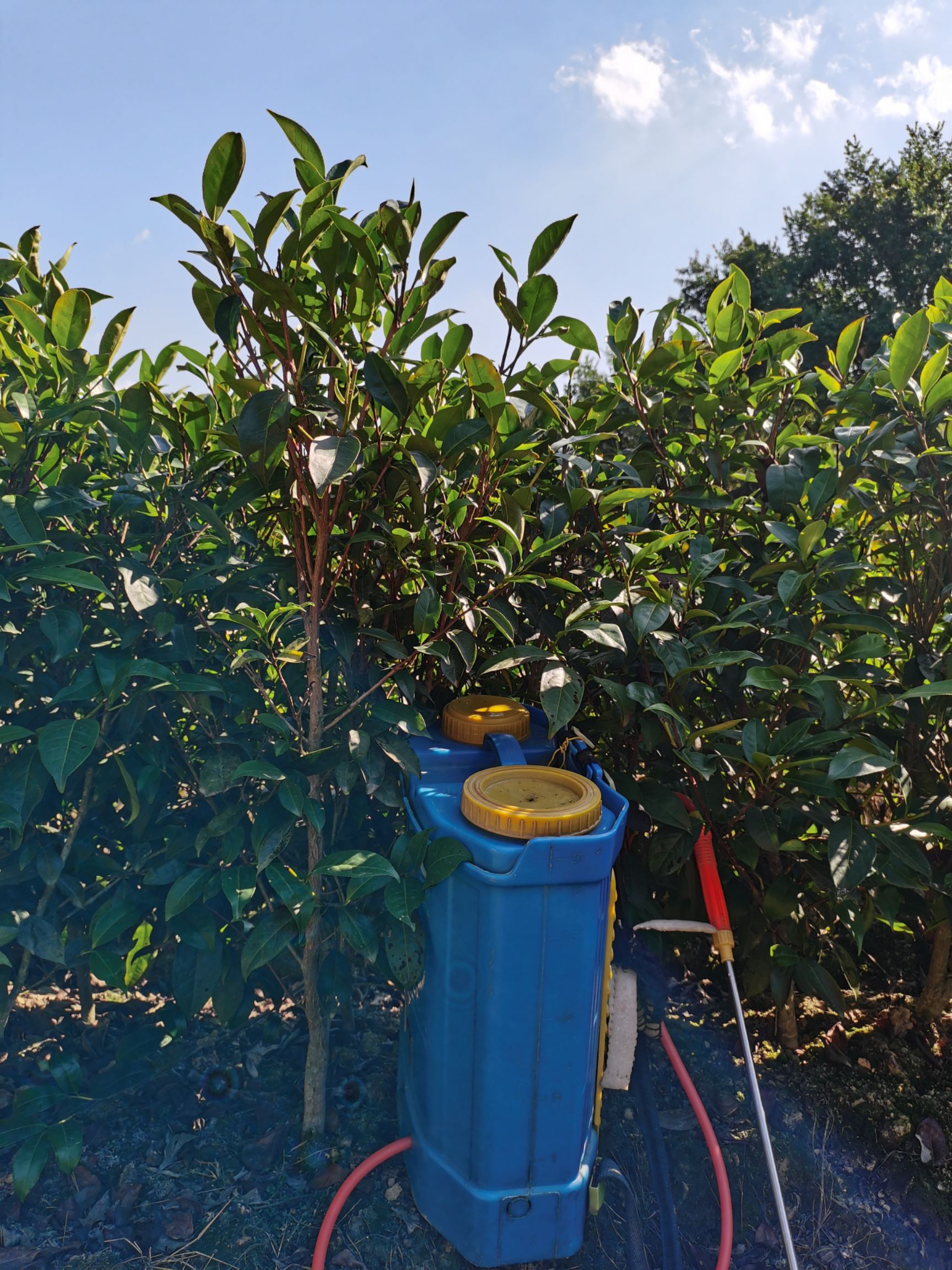 单丛茶苗，床苗，移植苗，营养杯苗