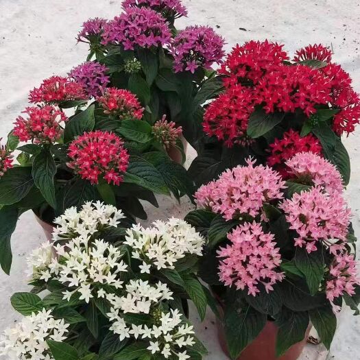广州蓝星花 